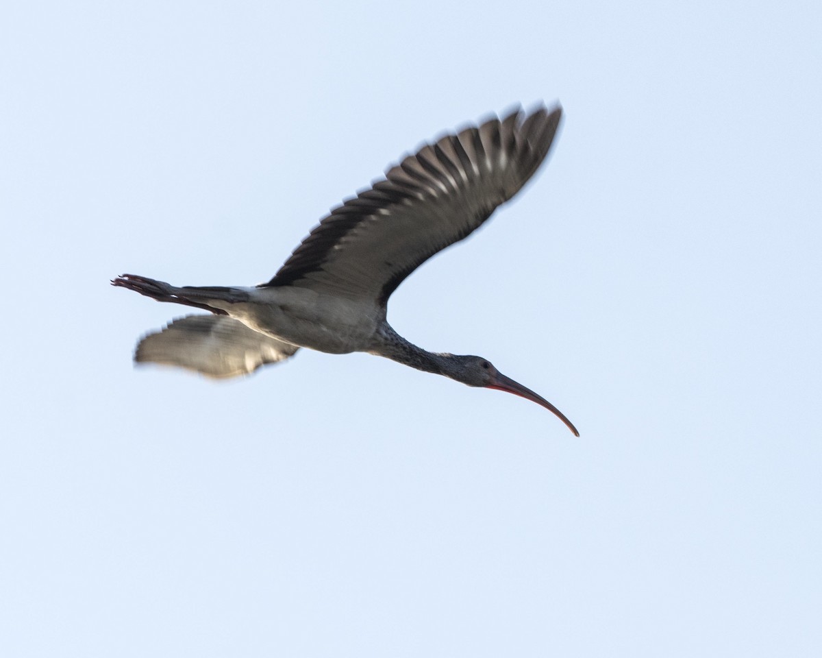 ibis bílý - ML259362051