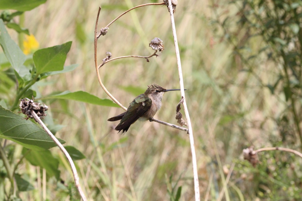 Broad-tailed Hummingbird - H.M. Hofling