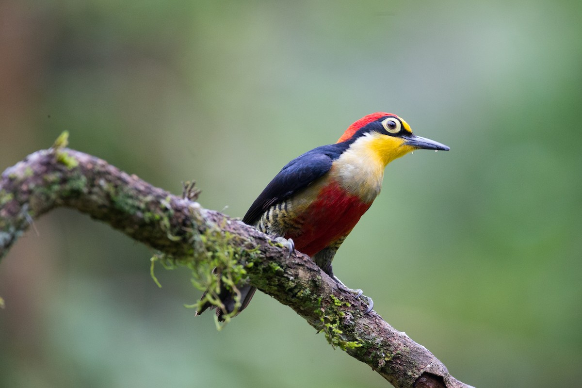 Yellow-fronted Woodpecker - ML259362961