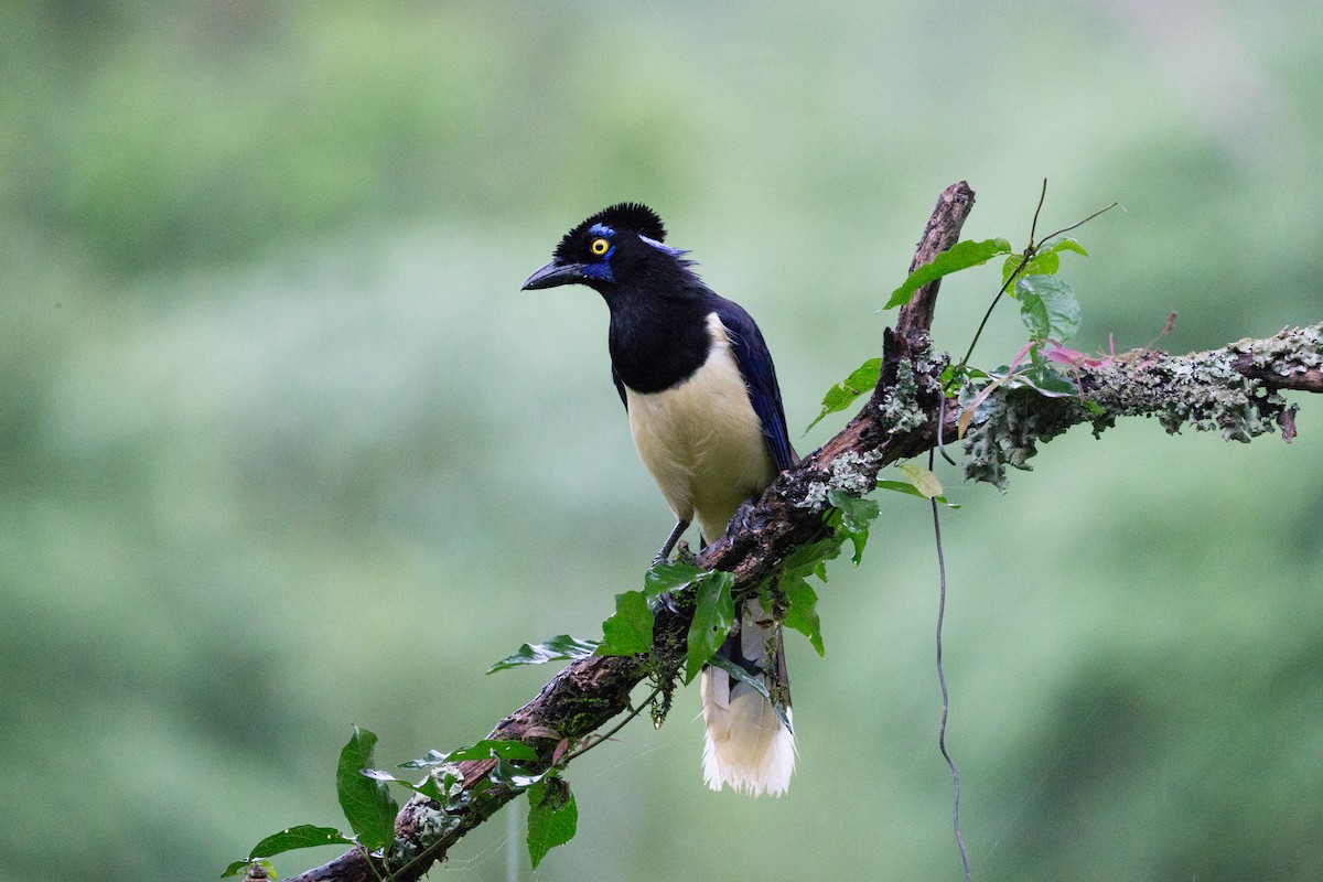 Plush-crested Jay - ML259363141