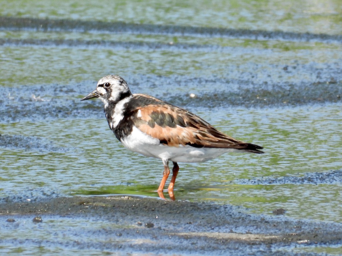 Ruddy Turnstone - Hugo Orellana