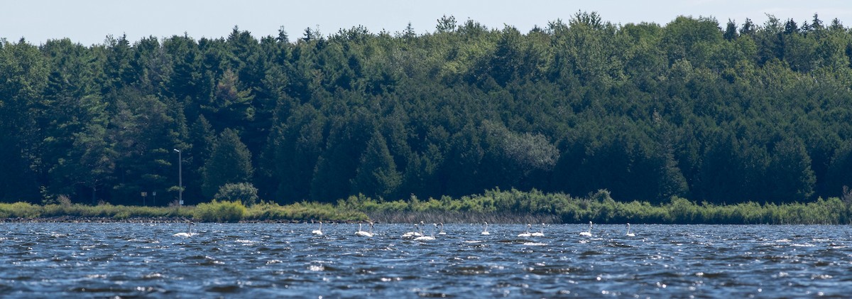 Trumpeter Swan - ML259363371