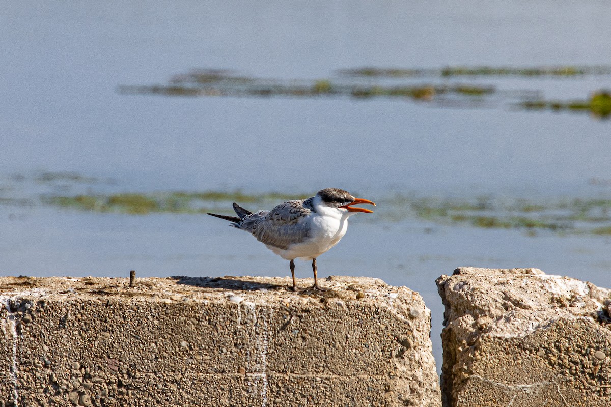 Caspian Tern - ML259363591