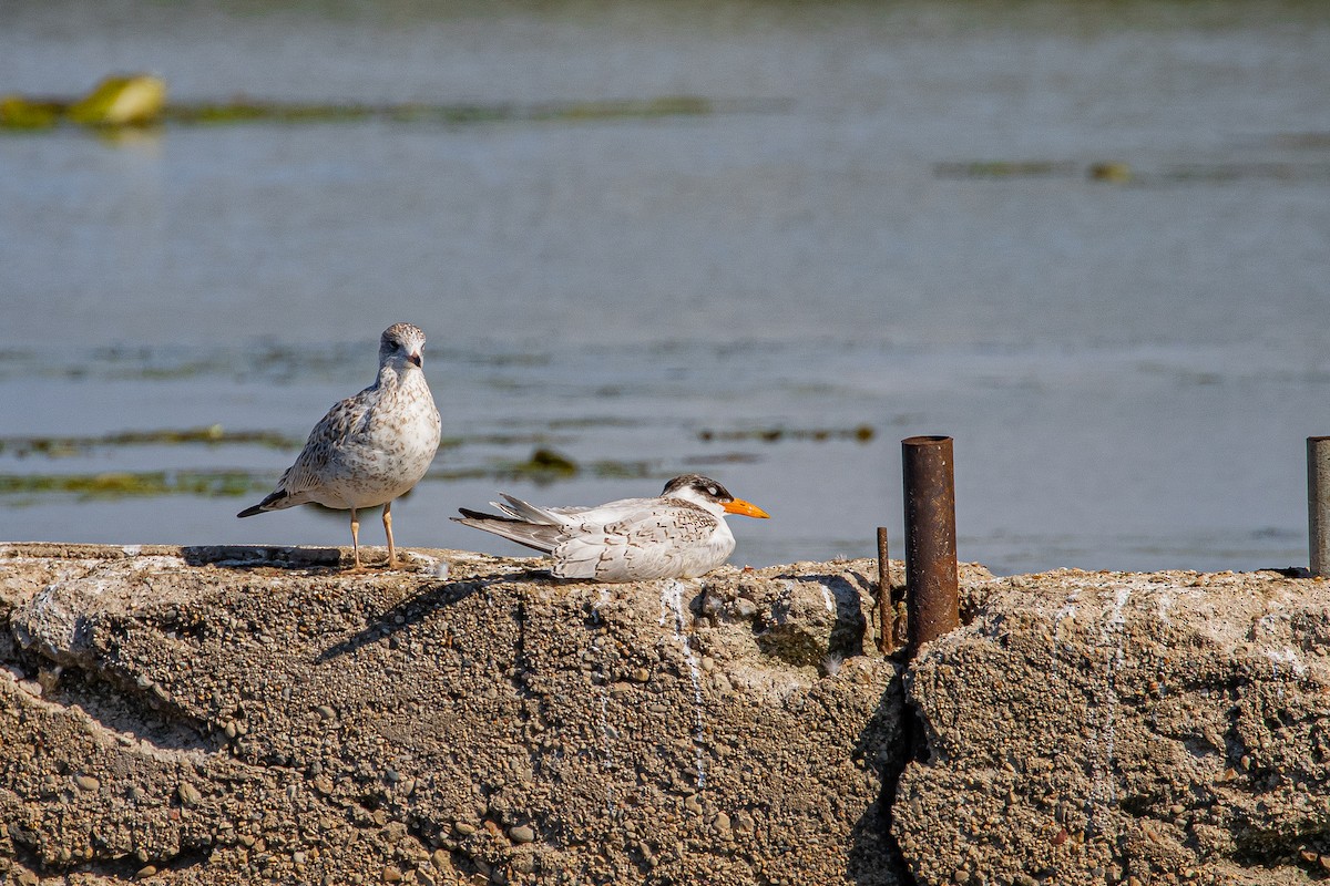 Caspian Tern - ML259363601