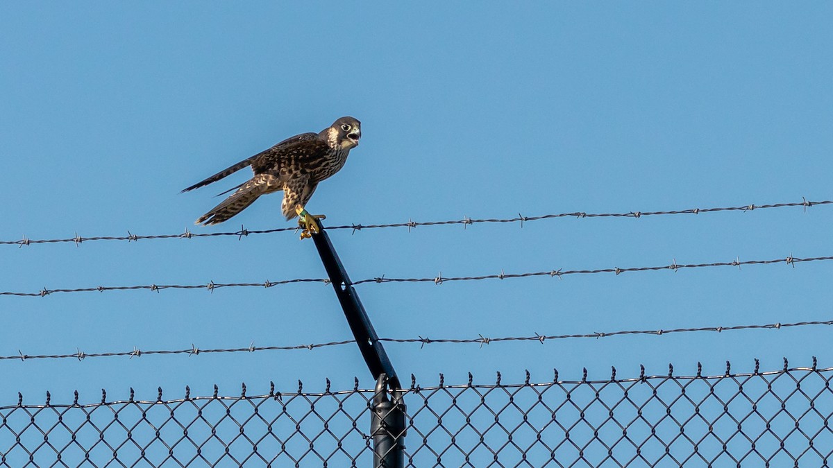 Peregrine Falcon - Todd Kiraly