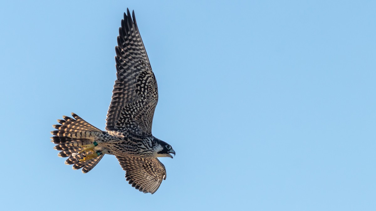 Peregrine Falcon - Todd Kiraly