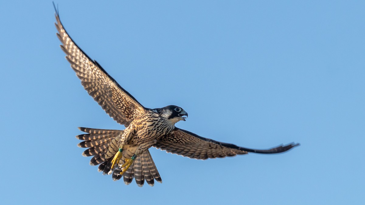 Peregrine Falcon - Todd Kiraly