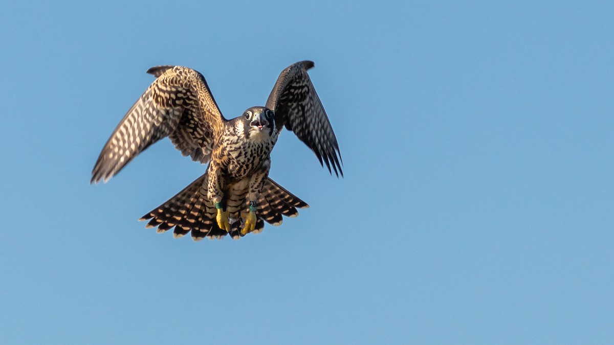 Peregrine Falcon - Todd Kiraly