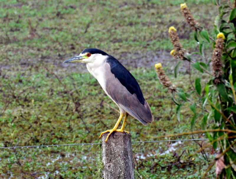 Black-crowned Night Heron - ML259365731