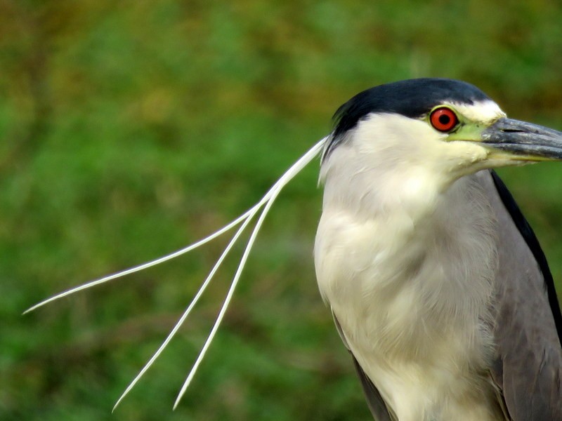 Black-crowned Night Heron - Juan Muñoz de Toro