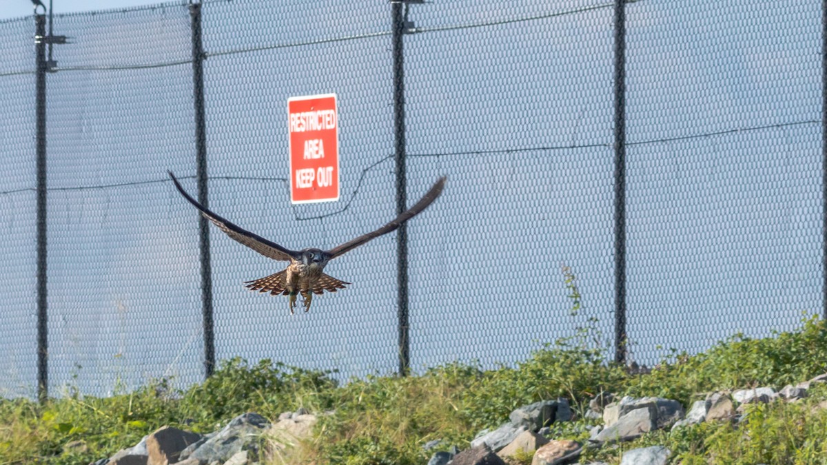 Peregrine Falcon - Todd Kiraly