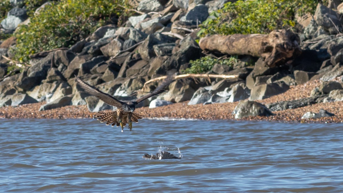 Peregrine Falcon - Todd Kiraly