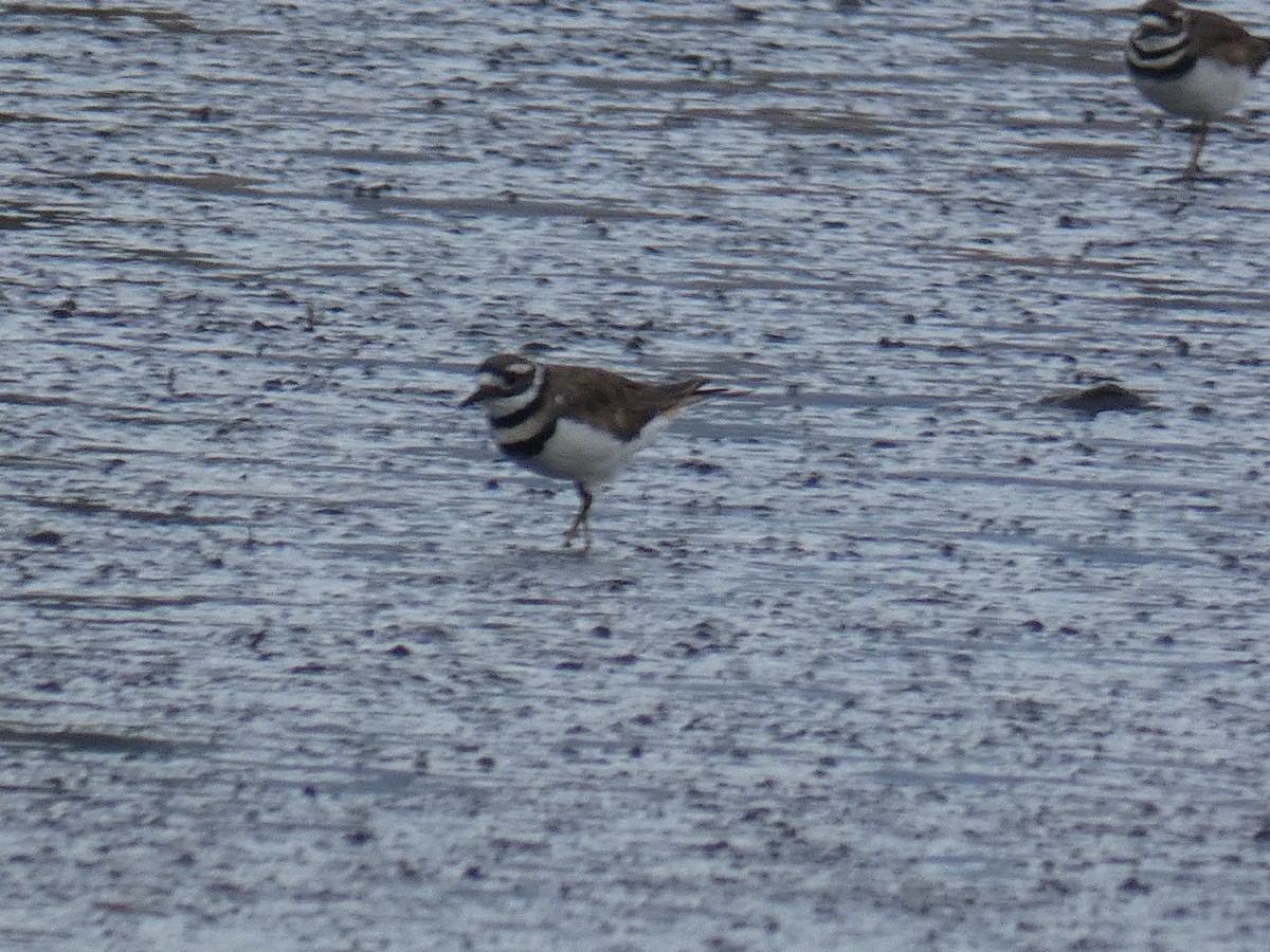 Killdeer - ML259366481