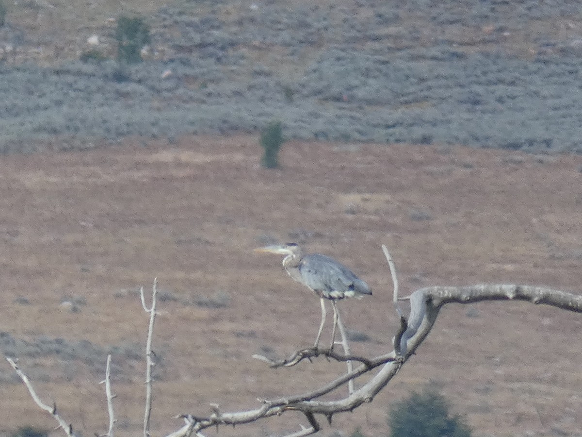 Great Blue Heron - ML259366681