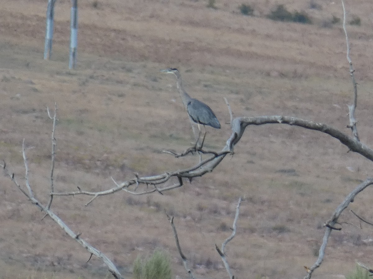 Great Blue Heron - Fatima Haltli