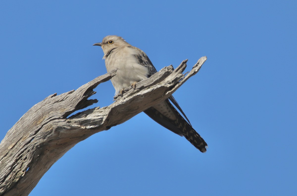 Pallid Cuckoo - Ross Brown