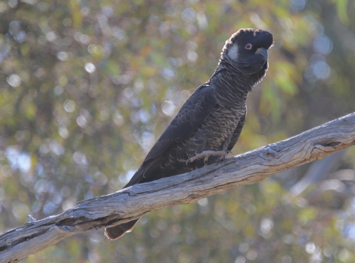 Baudin's Black-Cockatoo - Ross Brown