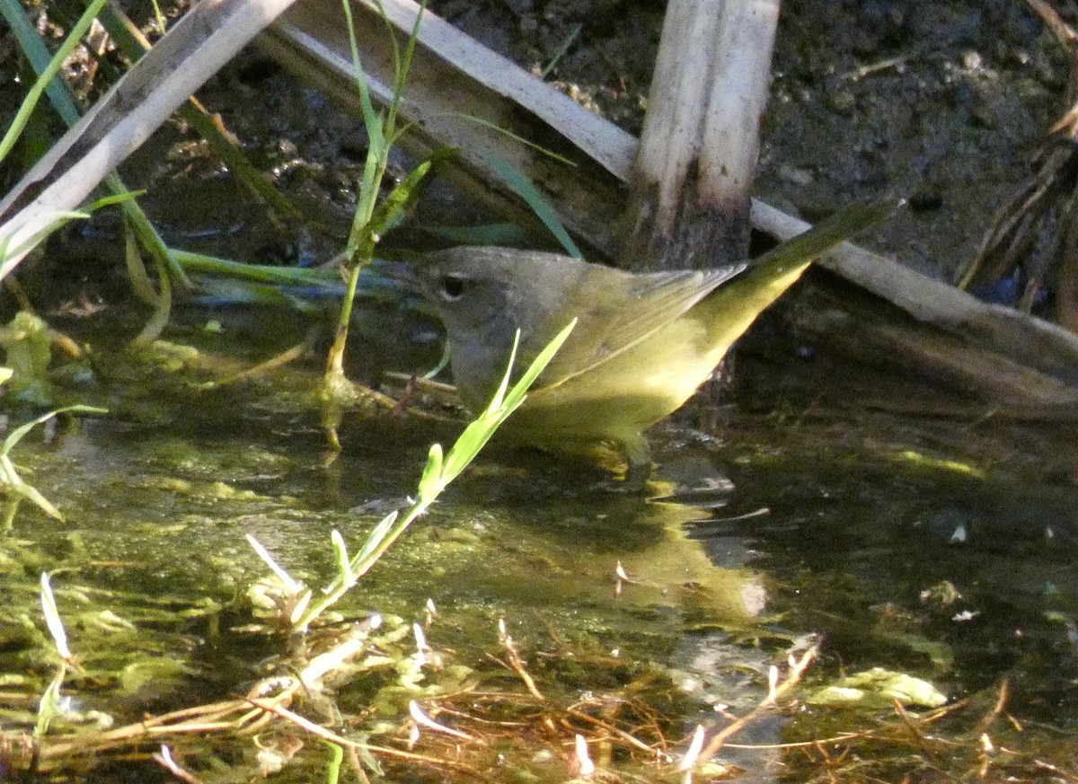 MacGillivray's Warbler - John Callender