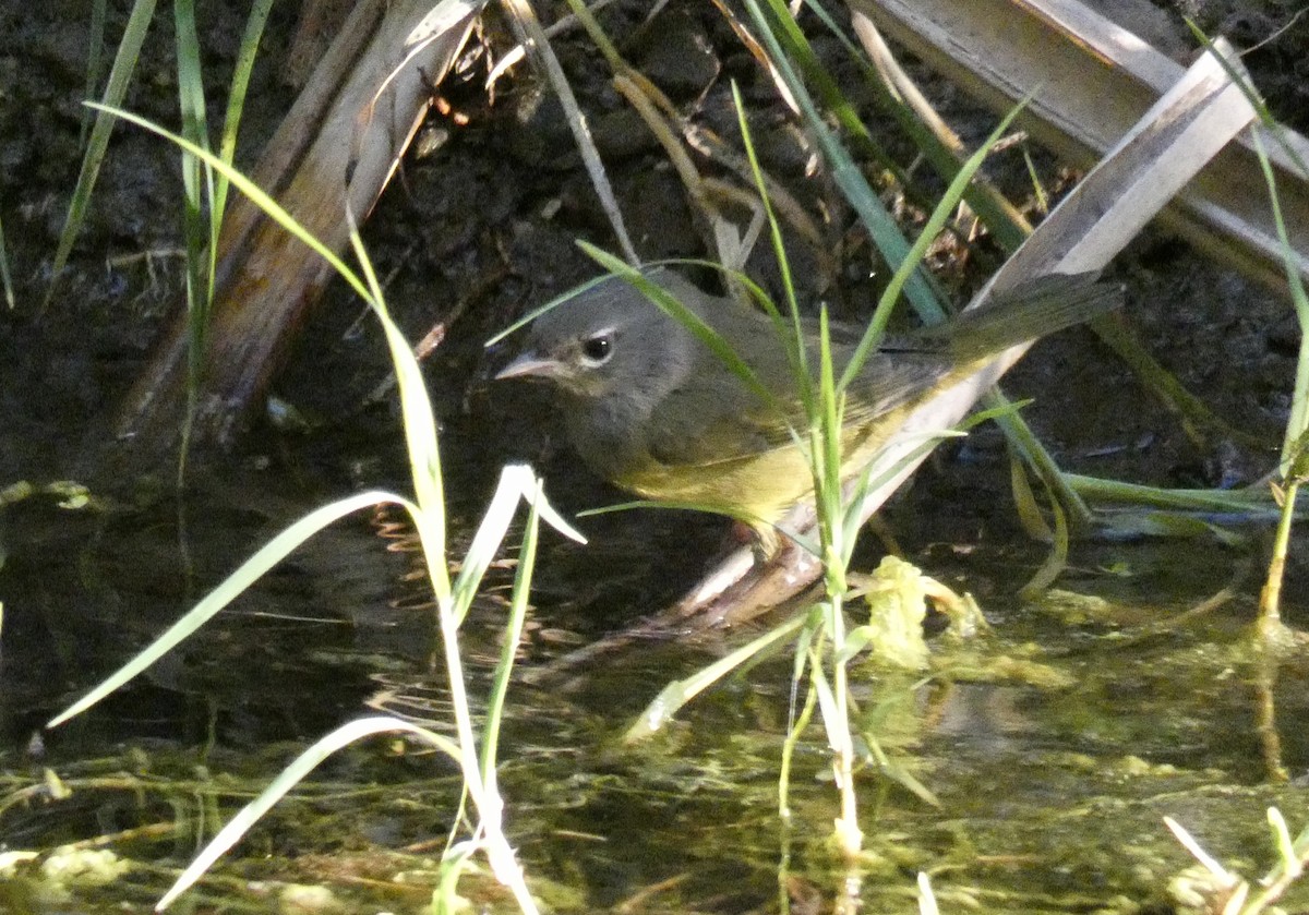 MacGillivray's Warbler - ML259367531