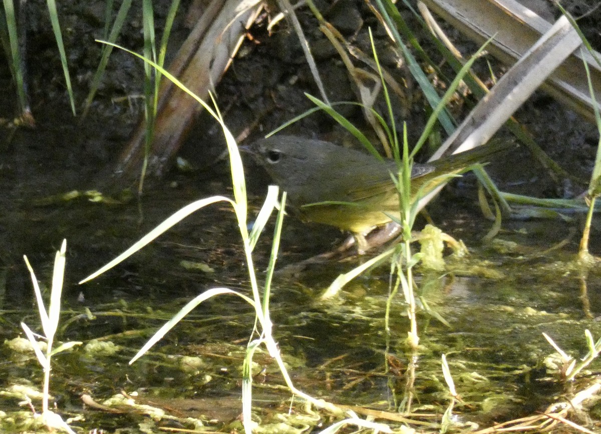 MacGillivray's Warbler - John Callender