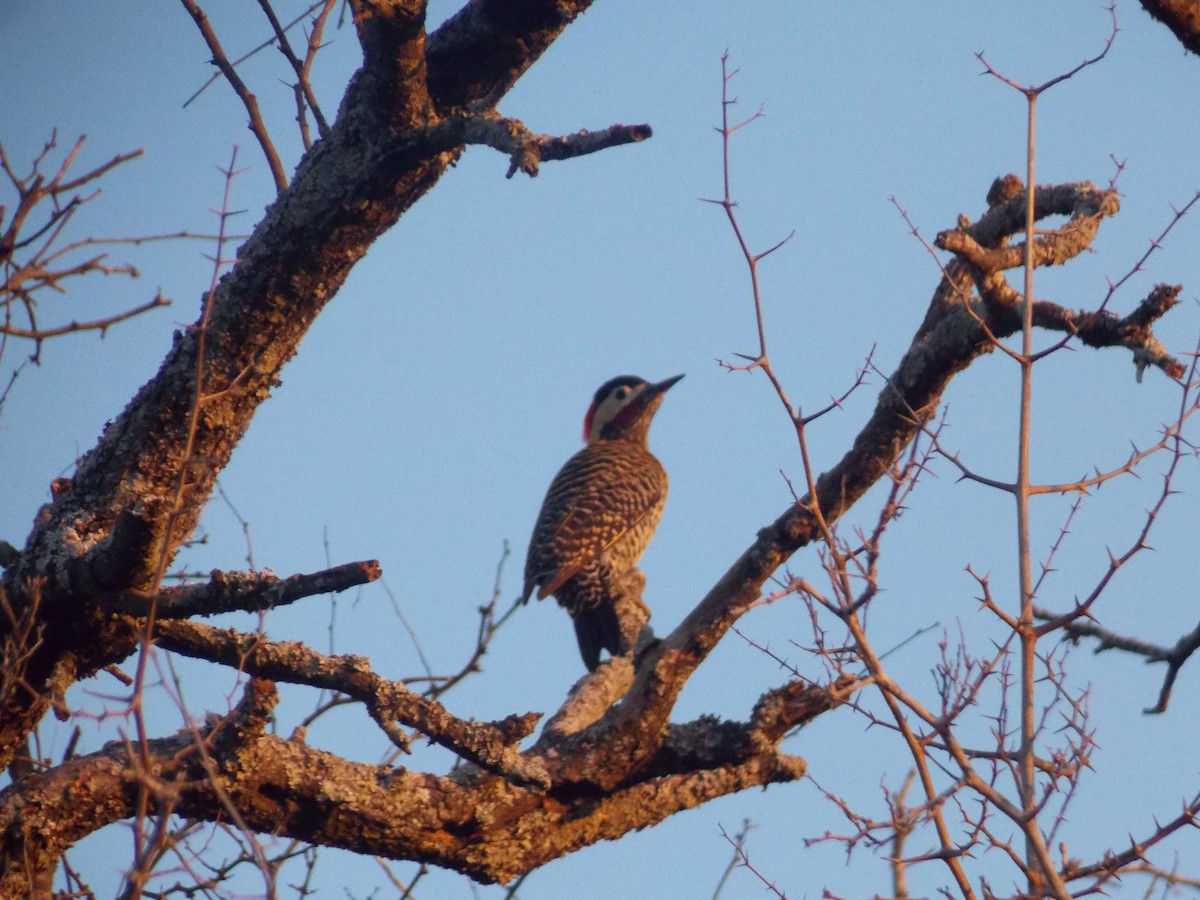 Green-barred Woodpecker - ML259367711