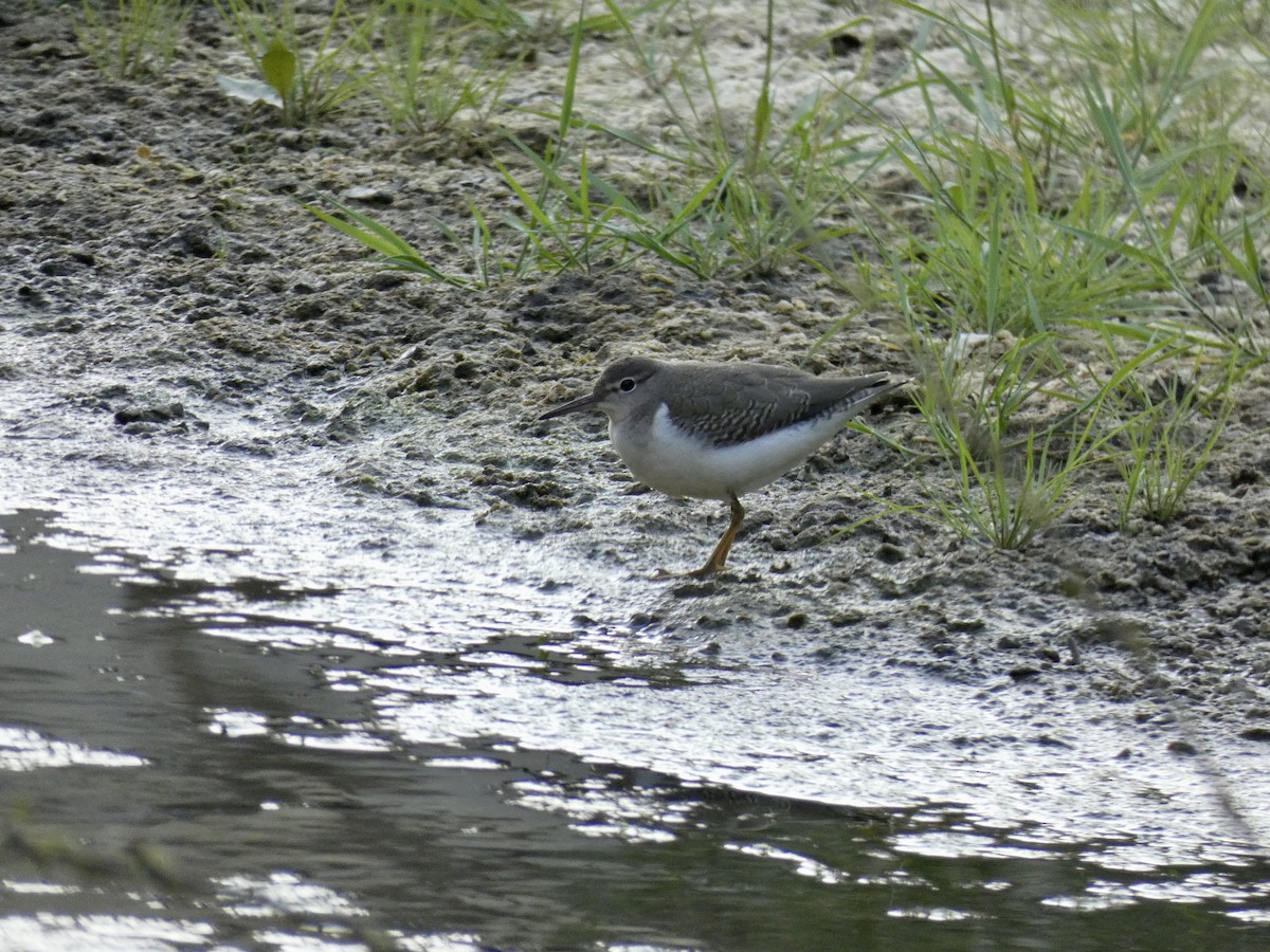 Spotted Sandpiper - ML259367721