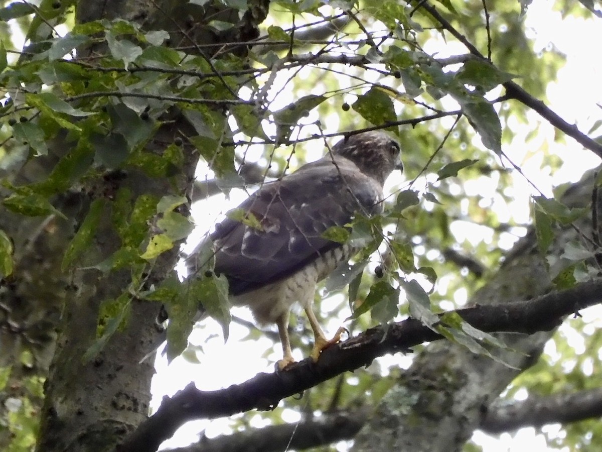 Broad-winged Hawk - ML259367801