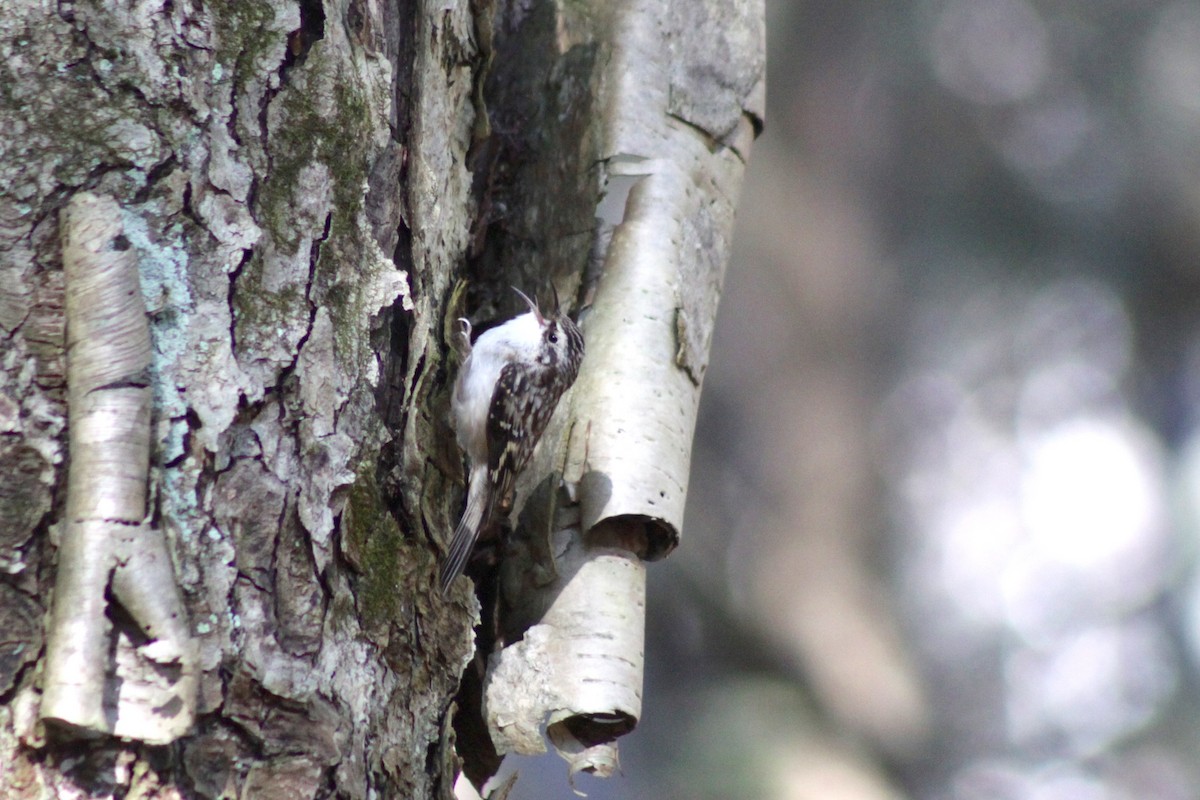 Brown Creeper - Zac Cota