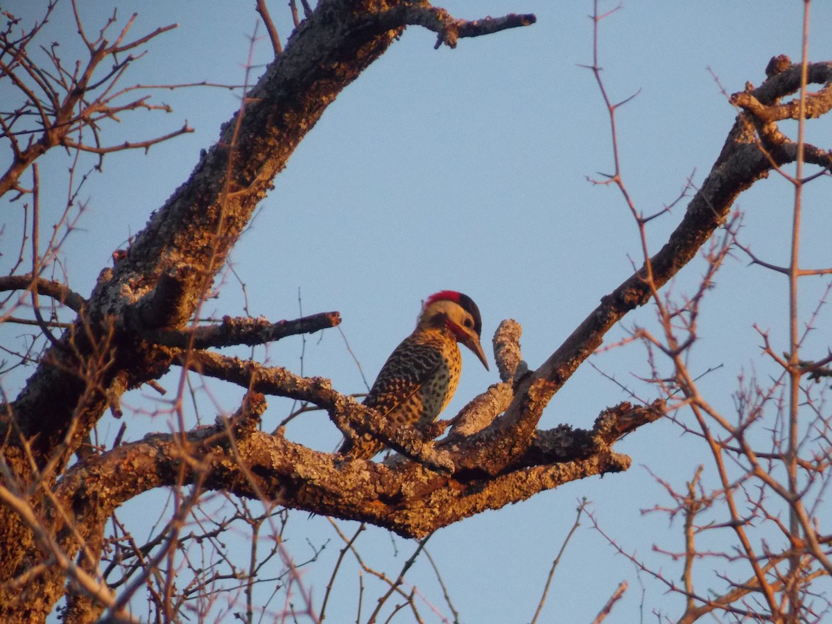 Green-barred Woodpecker - ML259367841