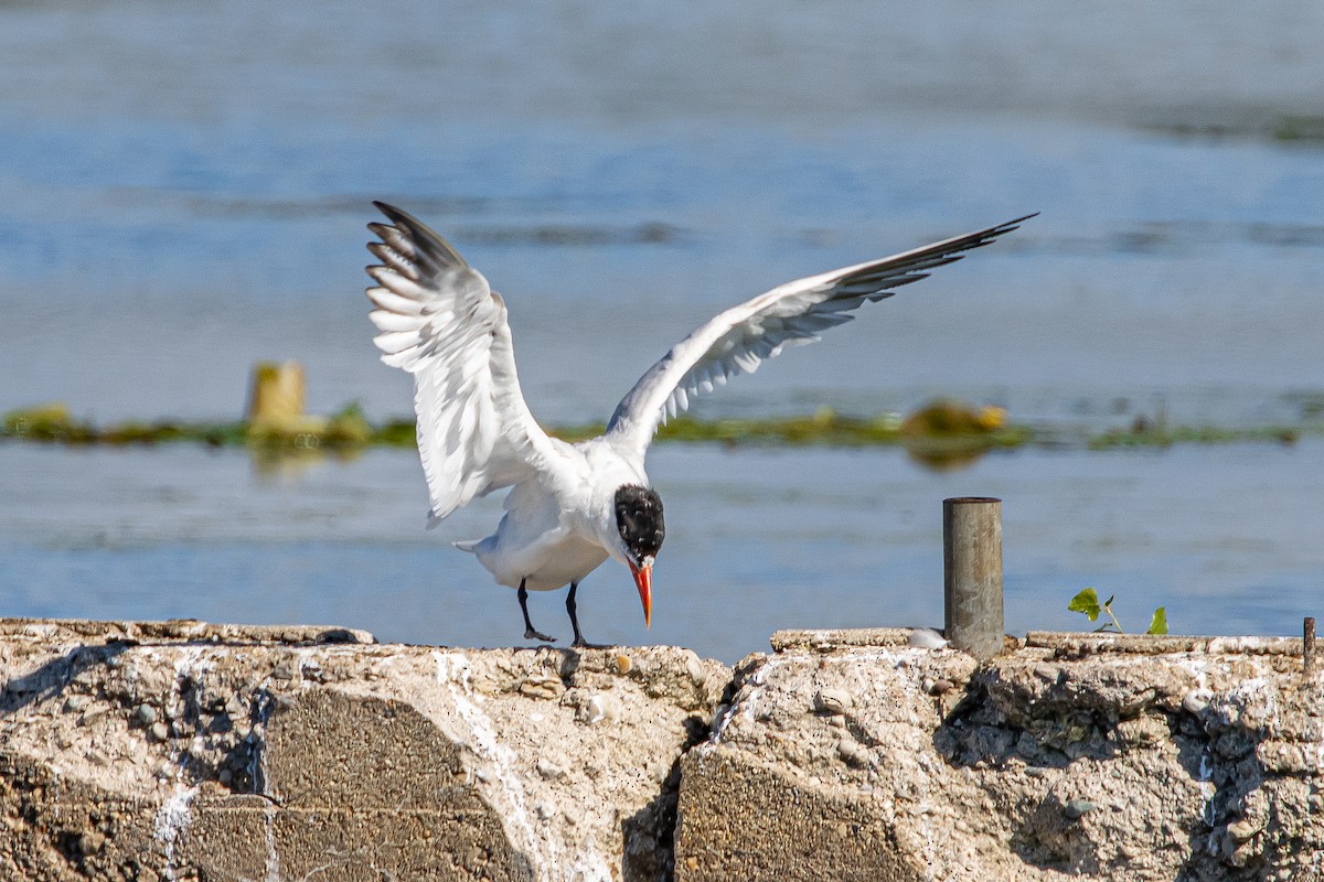 Caspian Tern - ML259368311