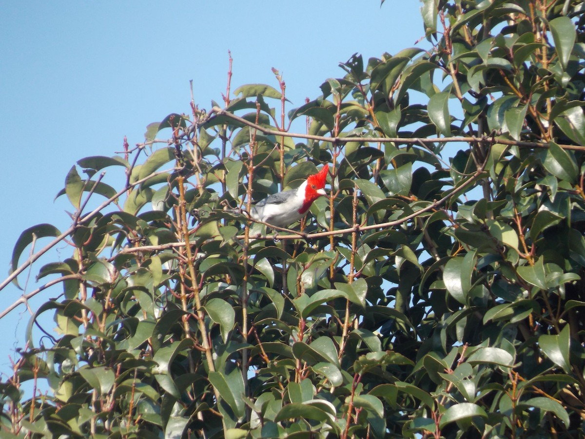 Red-crested Cardinal - ML259368321