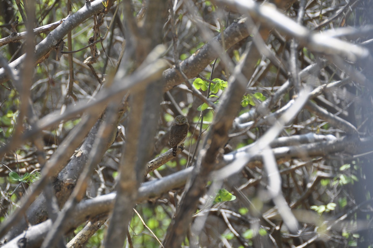 Colima Pygmy-Owl - ML25936841