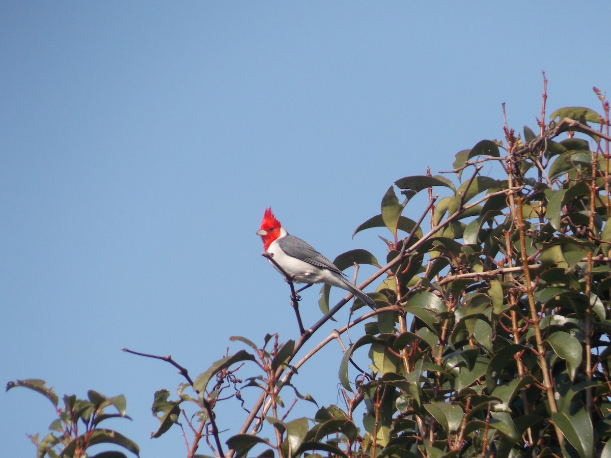 Red-crested Cardinal - ML259368421