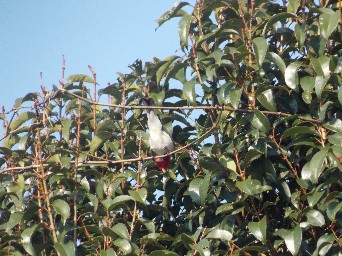 Red-crested Cardinal - ML259368431