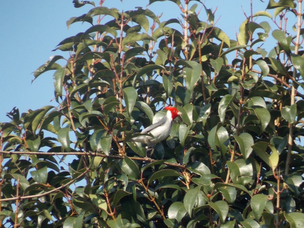 Red-crested Cardinal - ML259368441