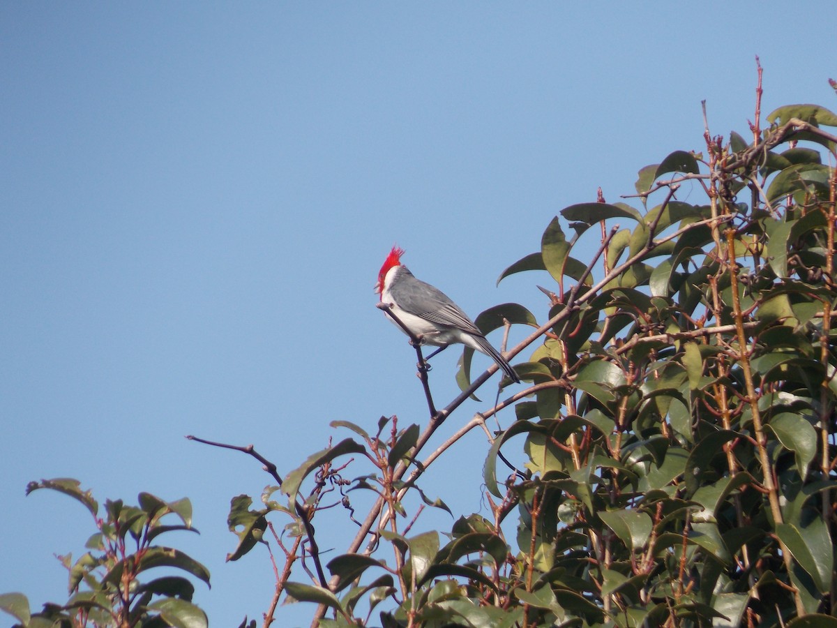 Red-crested Cardinal - ML259368481