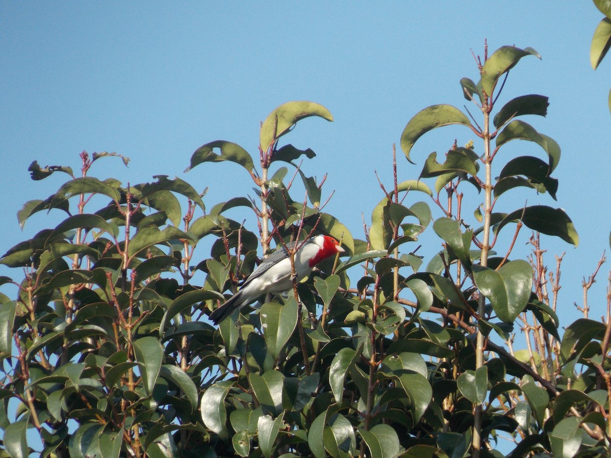 Red-crested Cardinal - ML259368511