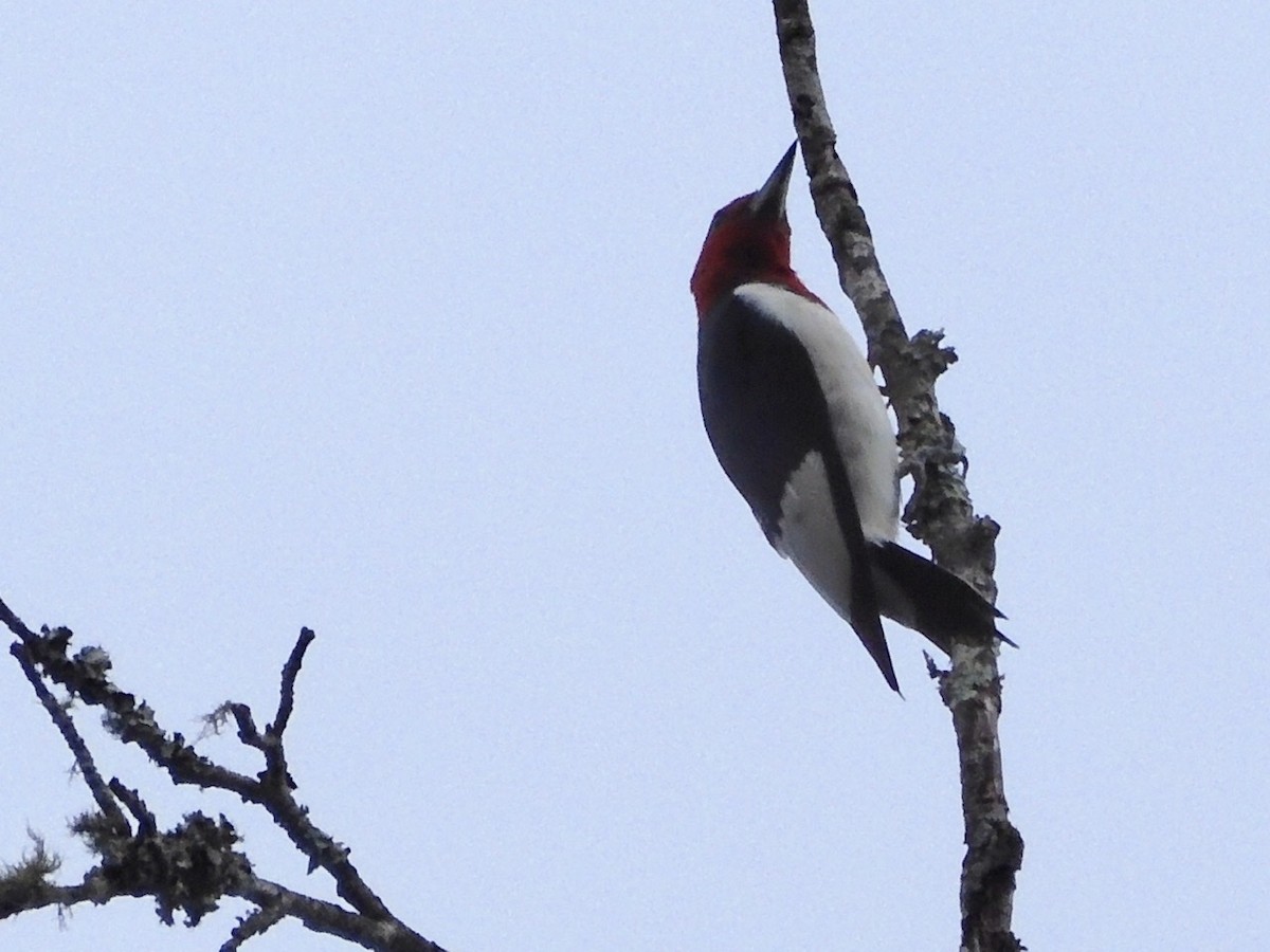 Red-headed Woodpecker - ML259368541