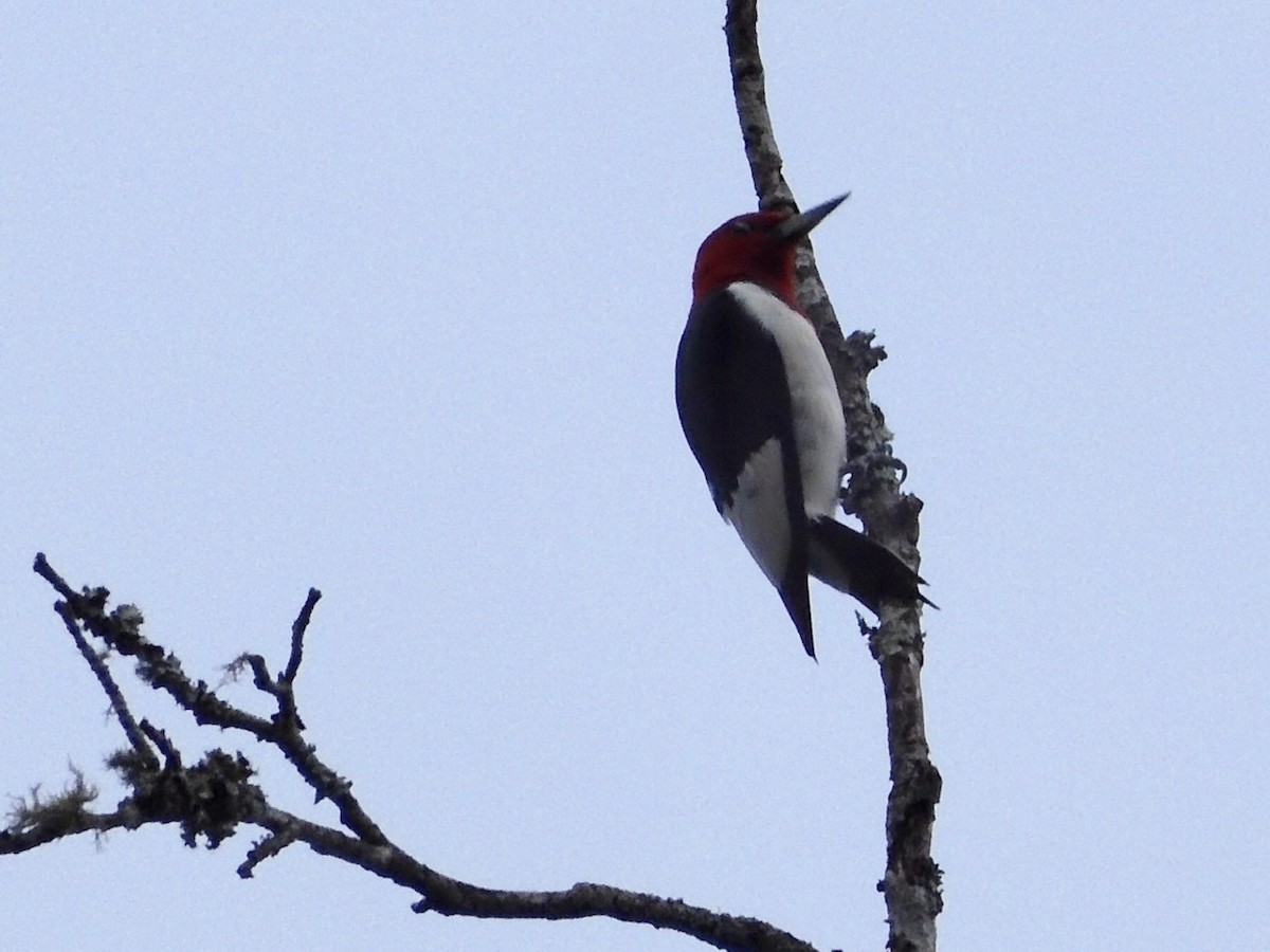 Red-headed Woodpecker - ML259368561