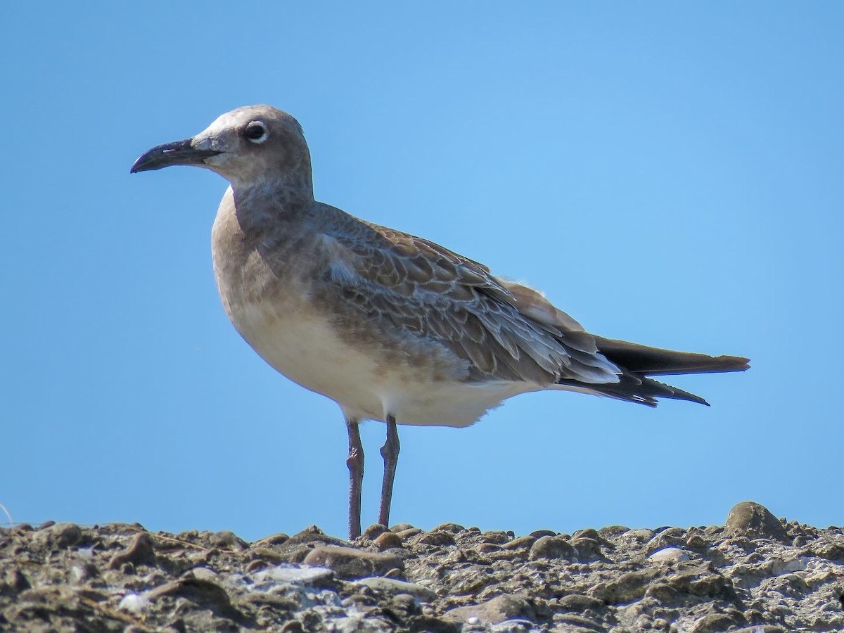 Laughing Gull - Marcus Rosten