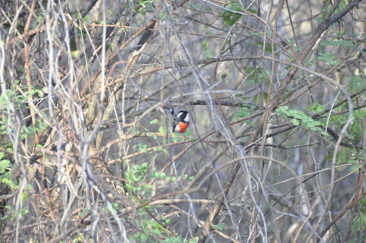 Red-breasted Chat - ML25936881