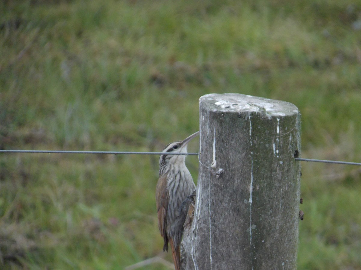 Narrow-billed Woodcreeper - ML259370741