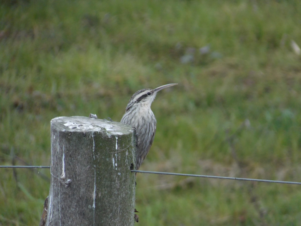 Narrow-billed Woodcreeper - ML259370841