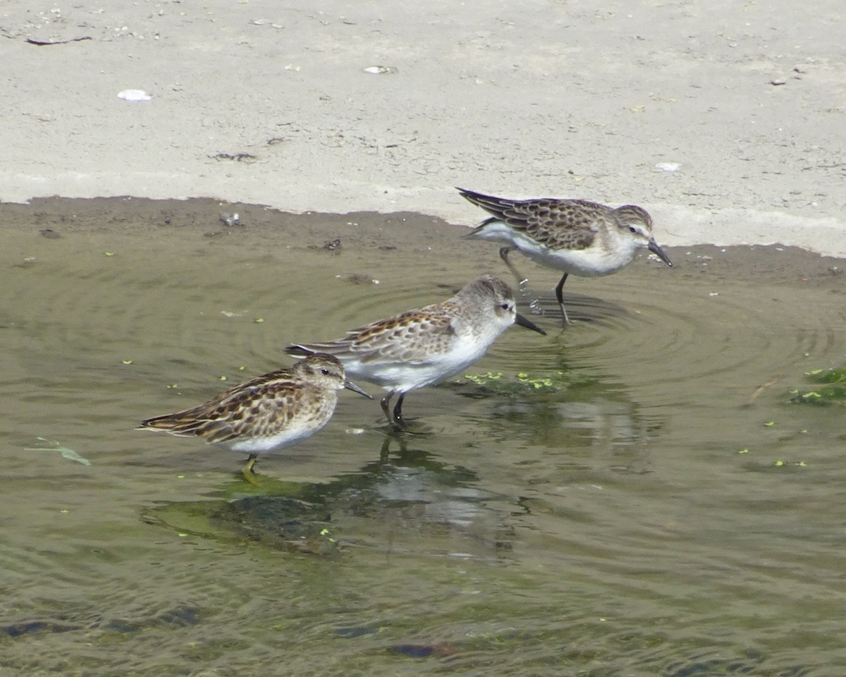 Semipalmated Sandpiper - ML259371021