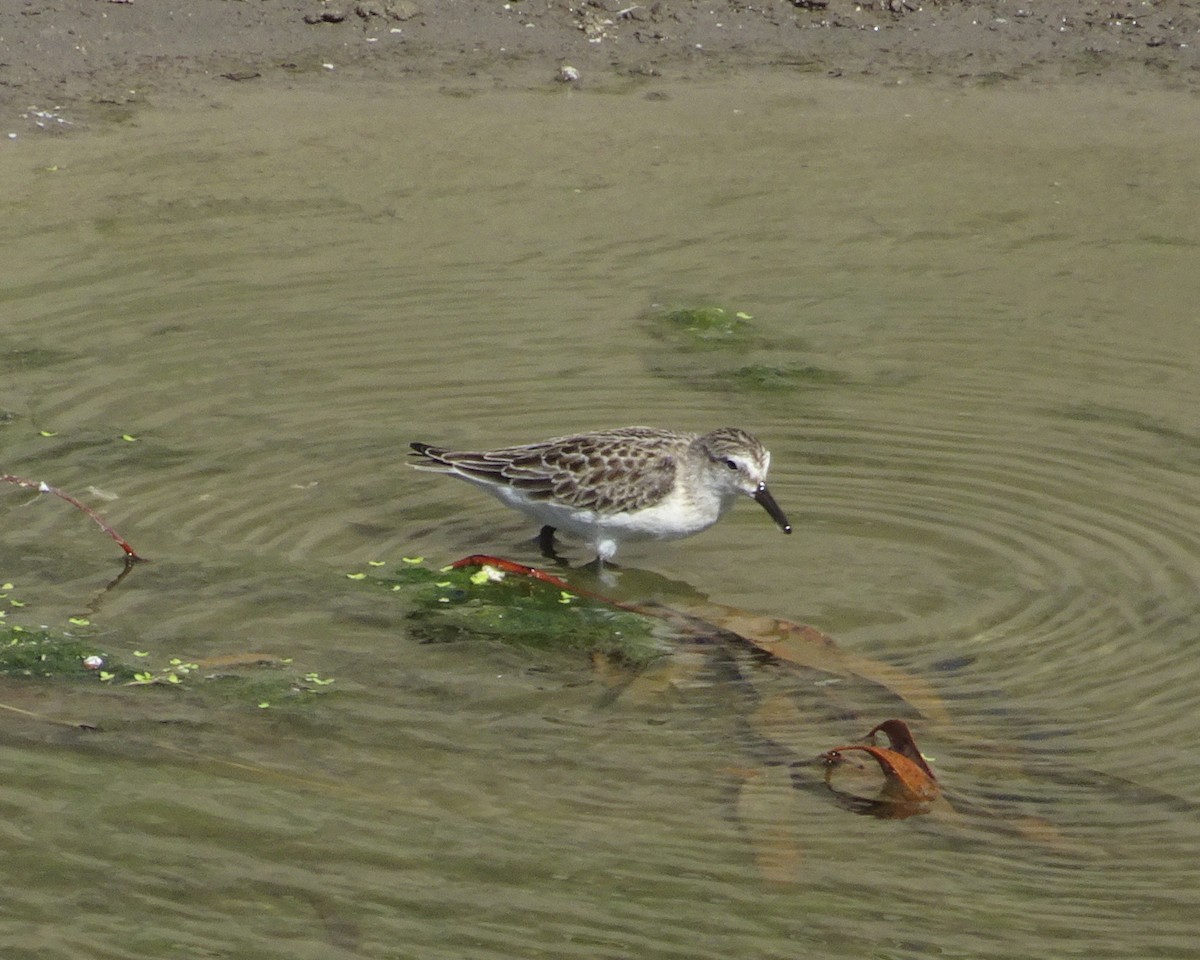 Semipalmated Sandpiper - ML259371061