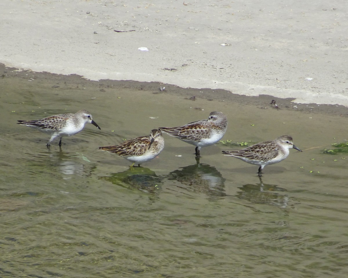 Semipalmated Sandpiper - ML259371091