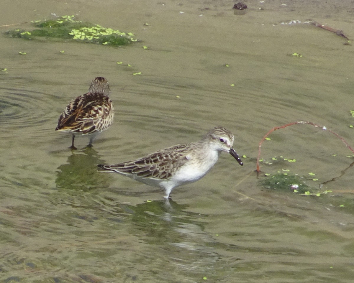 Semipalmated Sandpiper - ML259371111