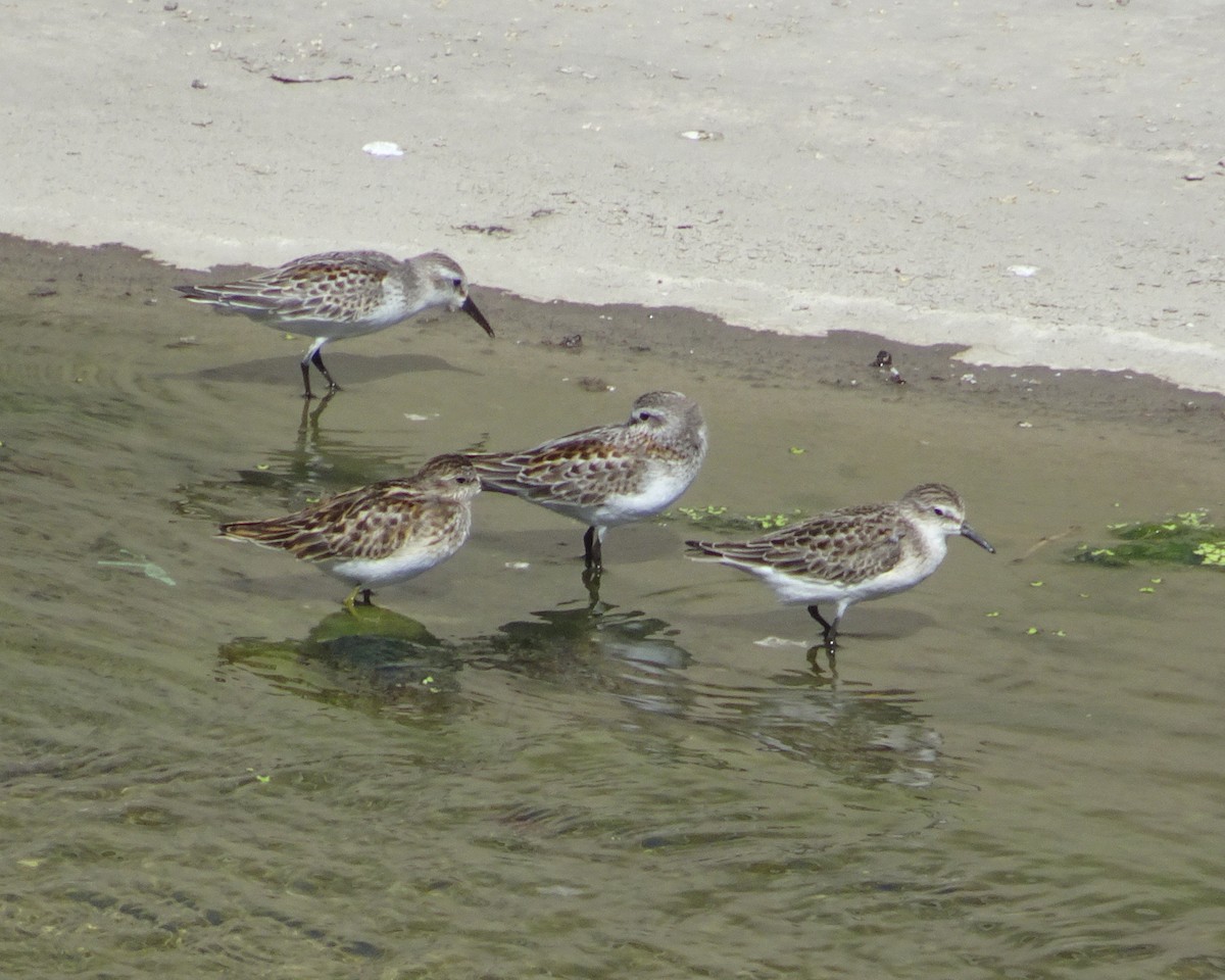 Semipalmated Sandpiper - ML259371131