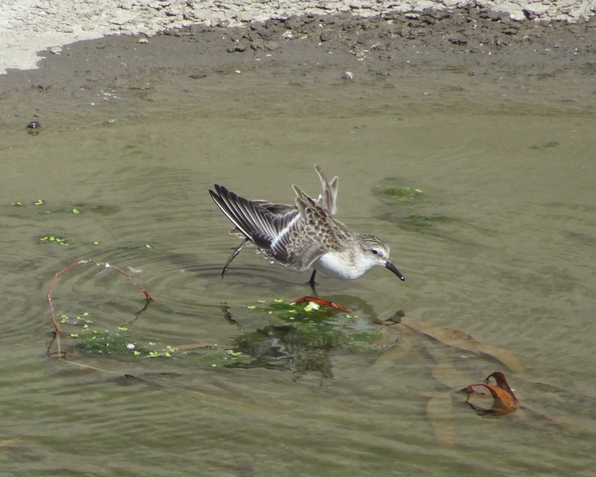 Semipalmated Sandpiper - ML259371141