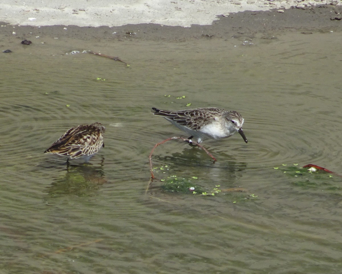 Semipalmated Sandpiper - ML259371151